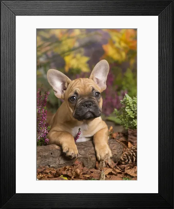 Framed Print : 13132139. French Bulldog puppy outdoors in Autumn Date Framed Print : 13132139. French Bulldog puppy outdoors in Autumn Date