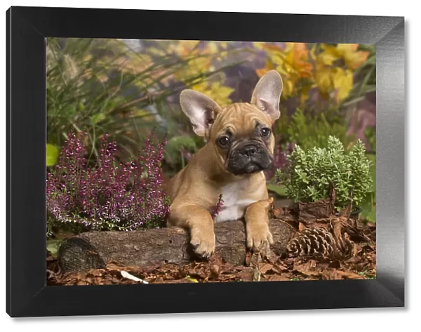 13132138. French Bulldog puppy outdoors in Autumn Date