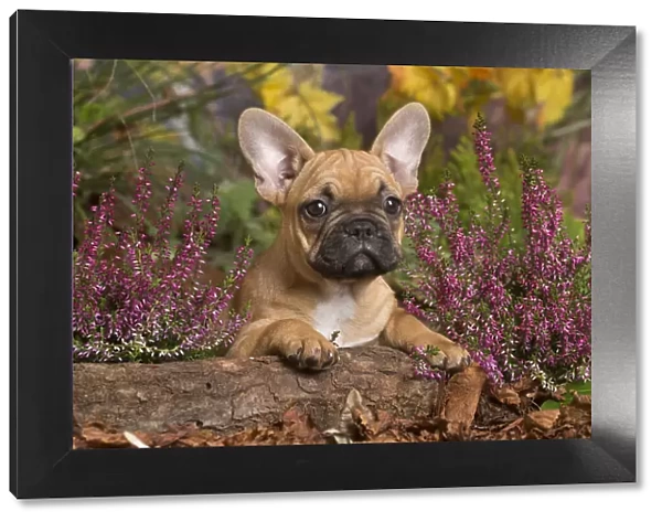 13132140. French Bulldog puppy outdoors in Autumn Date