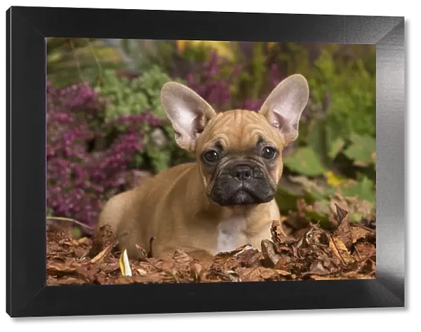 13132142. French Bulldog puppy outdoors in Autumn Date