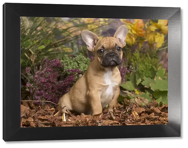 13132143. French Bulldog puppy outdoors in Autumn Date