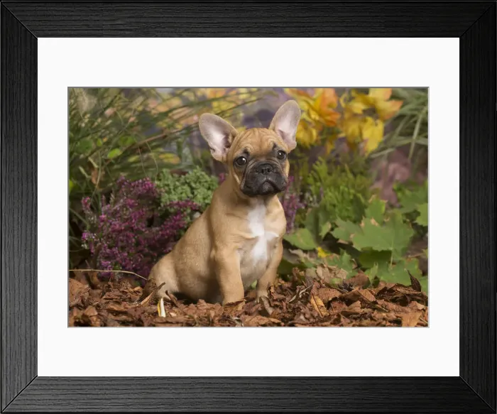 Framed Print : 13132143. French Bulldog puppy outdoors in Autumn Date Framed Print : 13132143. French Bulldog puppy outdoors in Autumn Date