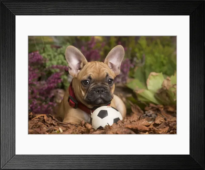 Framed Print : 13132146. French Bulldog puppy outdoors in Autumn Date Framed Print : 13132146. French Bulldog puppy outdoors in Autumn Date