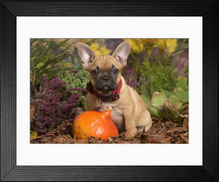 Framed Print : 13132147. French Bulldog puppy outdoors in Autumn Date Framed Print : 13132147. French Bulldog puppy outdoors in Autumn Date