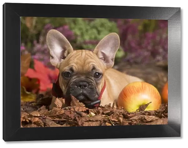 13132148. French Bulldog puppy outdoors in Autumn Date