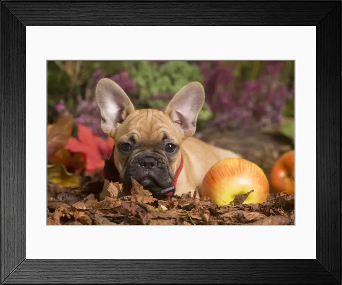 Framed Print : 13132148. French Bulldog puppy outdoors in Autumn Date Framed Print : 13132148. French Bulldog puppy outdoors in Autumn Date