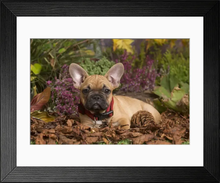 Framed Print : 13132150. French Bulldog puppy outdoors in Autumn Date Framed Print : 13132150. French Bulldog puppy outdoors in Autumn Date