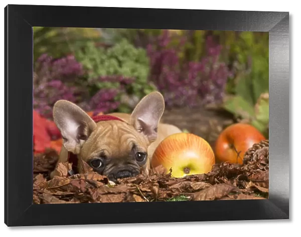 13132149. French Bulldog puppy outdoors in Autumn Date