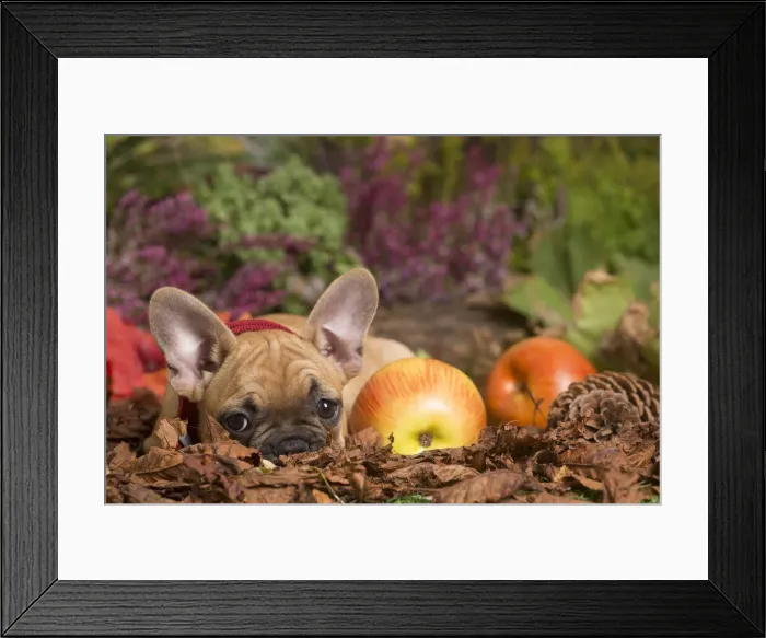 Framed Print : 13132149. French Bulldog puppy outdoors in Autumn Date Framed Print : 13132149. French Bulldog puppy outdoors in Autumn Date
