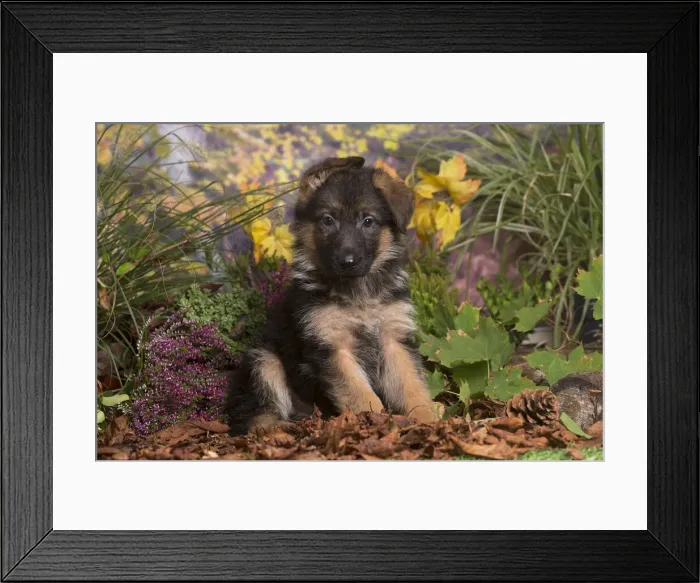 Framed Print : 13132151. German Shepherd puppy outdoors in Autumn Date Framed Print : 13132151. German Shepherd puppy outdoors in Autumn Date