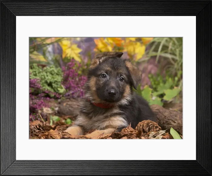 Framed Print : 13132152. German Shepherd puppy outdoors in Autumn Date