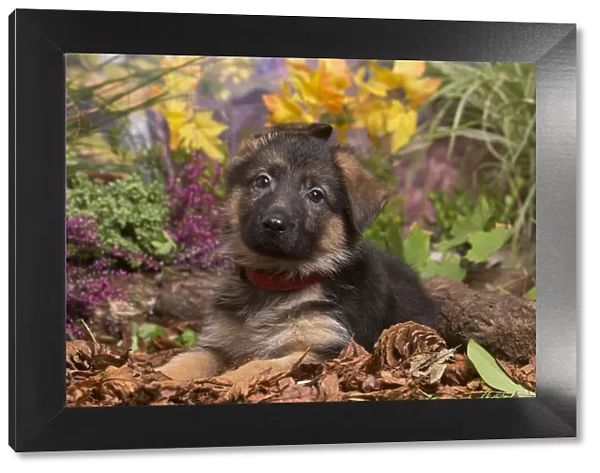 13132153. German Shepherd puppy outdoors in Autumn Date