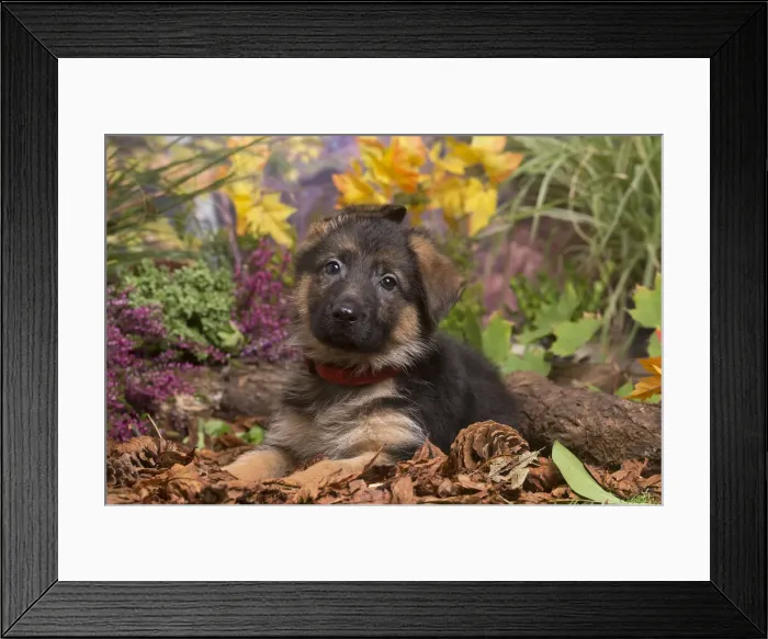 Framed Print : 13132153. German Shepherd puppy outdoors in Autumn Date Framed Print : 13132153. German Shepherd puppy outdoors in Autumn Date