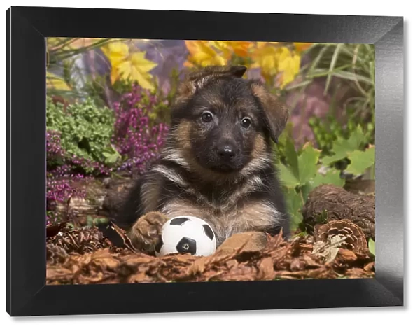13132154. German Shepherd puppy outdoors in Autumn Date