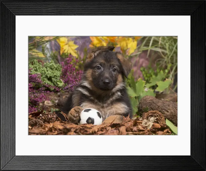 Framed Print : 13132154. German Shepherd puppy outdoors in Autumn Date Framed Print : 13132154. German Shepherd puppy outdoors in Autumn Date