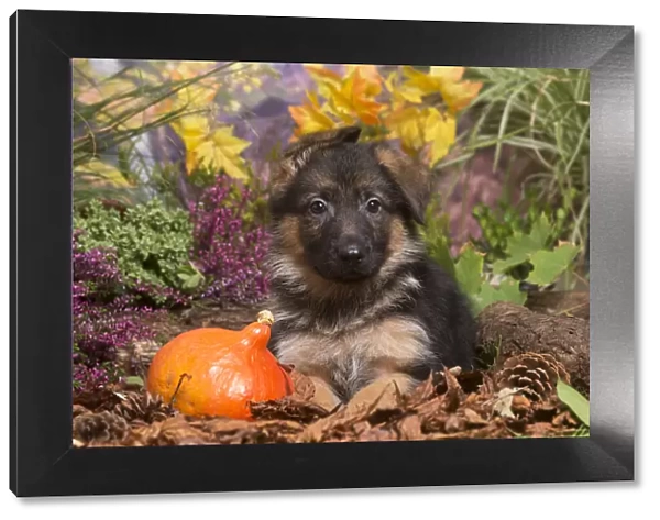 13132155. German Shepherd puppy outdoors in Autumn Date