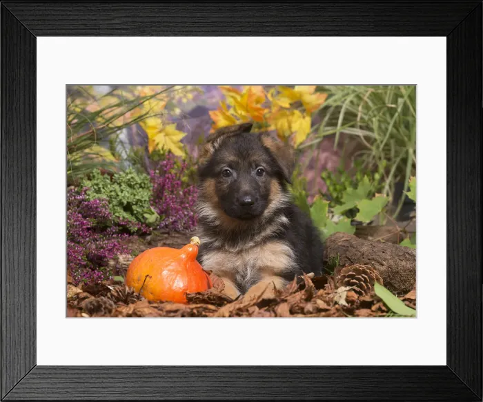 Framed Print : 13132155. German Shepherd puppy outdoors in Autumn Date Framed Print : 13132155. German Shepherd puppy outdoors in Autumn Date