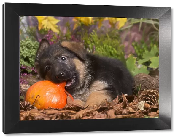 13132156. German Shepherd puppy outdoors in Autumn Date