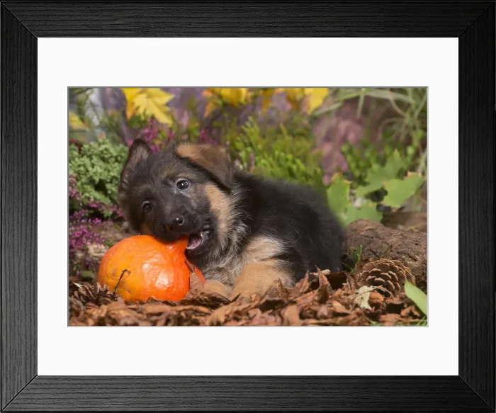 Framed Print : 13132156. German Shepherd puppy outdoors in Autumn Date Framed Print : 13132156. German Shepherd puppy outdoors in Autumn Date