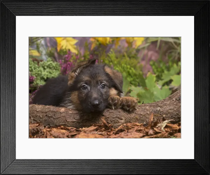 Framed Print : 13132157. German Shepherd puppy outdoors in Autumn Date