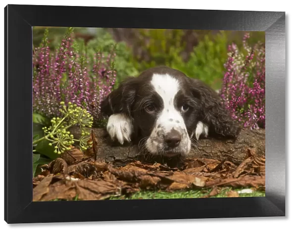 13132159. Springer Spaniel puppy outdoors in Autumn Date