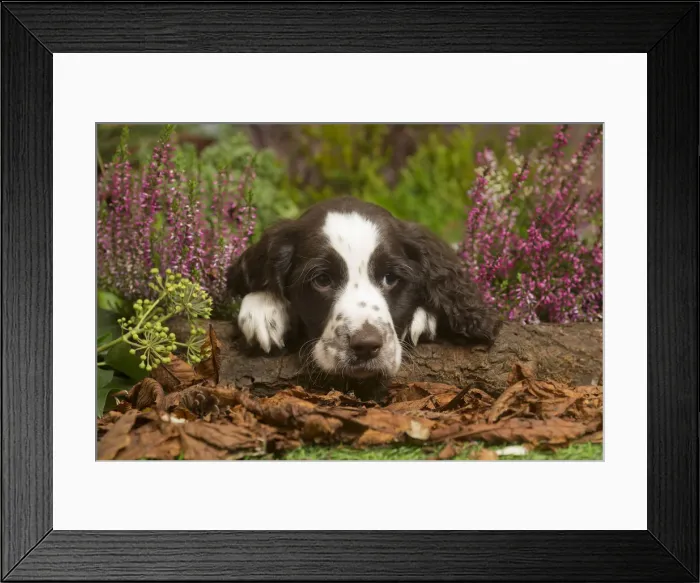 Framed Print : 13132159. Springer Spaniel puppy outdoors in Autumn Date Framed Print : 13132159. Springer Spaniel puppy outdoors in Autumn Date