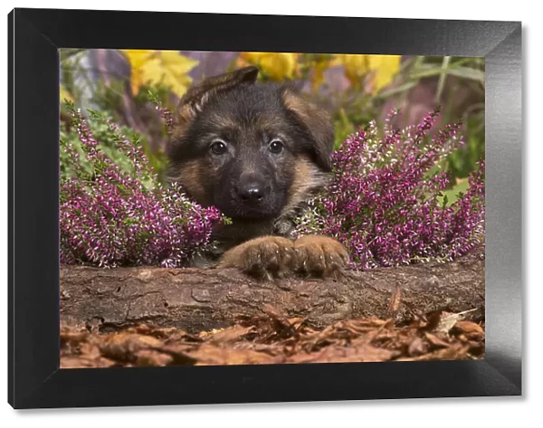 13132158. German Shepherd puppy outdoors in Autumn Date