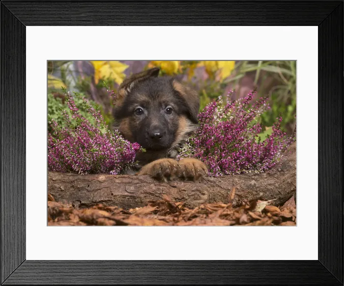 Framed Print : 13132158. German Shepherd puppy outdoors in Autumn Date Framed Print : 13132158. German Shepherd puppy outdoors in Autumn Date