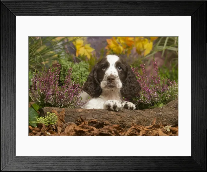 Framed Print : 13132160. Springer Spaniel puppy outdoors in Autumn Date Framed Print : 13132160. Springer Spaniel puppy outdoors in Autumn Date