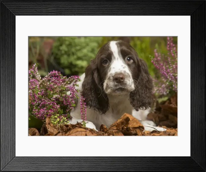 Framed Print : 13132161. Springer Spaniel puppy outdoors in Autumn Date Framed Print : 13132161. Springer Spaniel puppy outdoors in Autumn Date