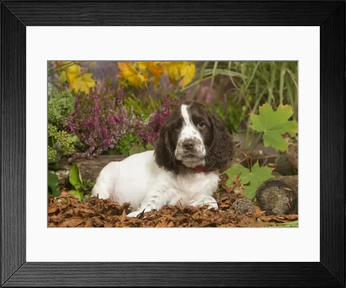 Framed Print : 13132163. Springer Spaniel puppy outdoors in Autumn Date Framed Print : 13132163. Springer Spaniel puppy outdoors in Autumn Date