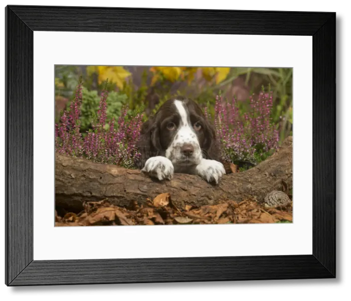 Framed Print : 13132162. Springer Spaniel puppy outdoors in Autumn Date Framed Print : 13132162. Springer Spaniel puppy outdoors in Autumn Date