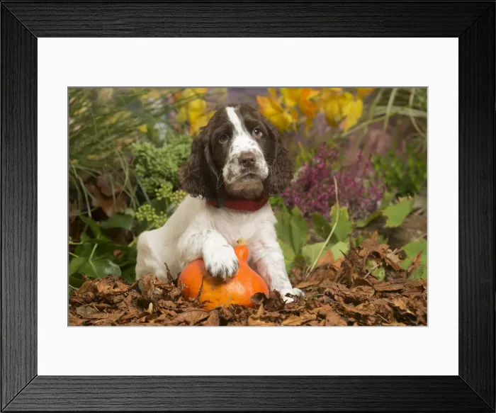 Framed Print : 13132164. Springer Spaniel puppy outdoors in Autumn Date Framed Print : 13132164. Springer Spaniel puppy outdoors in Autumn Date