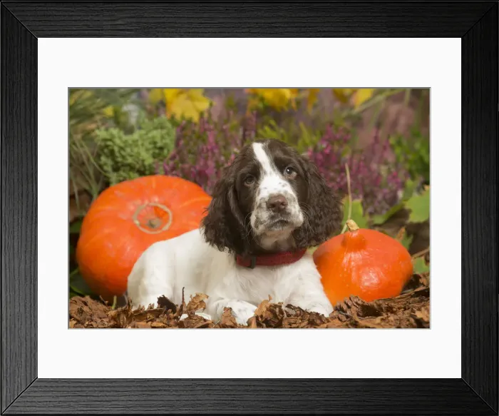 Framed Print : 13132165. Springer Spaniel puppy outdoors in Autumn Date Framed Print : 13132165. Springer Spaniel puppy outdoors in Autumn Date