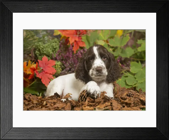 Framed Print : 13132166. Springer Spaniel puppy outdoors in Autumn Date Framed Print : 13132166. Springer Spaniel puppy outdoors in Autumn Date
