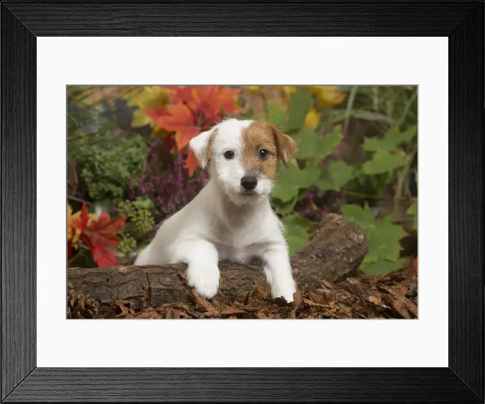Framed Print : 13132167. Jack Russell Terrier puppy outdoors in Autumn Date Framed Print : 13132167. Jack Russell Terrier puppy outdoors in Autumn Date