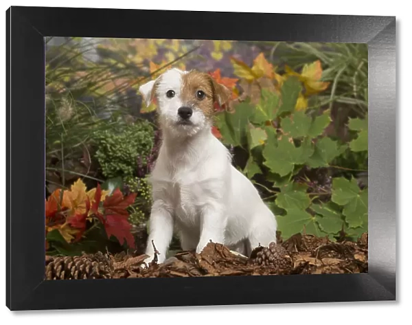 13132169. Jack Russell Terrier puppy outdoors in Autumn Date