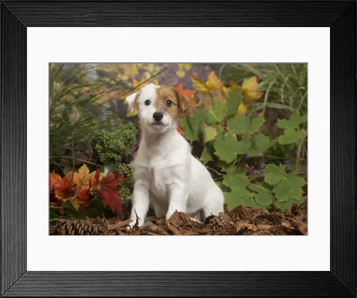 Framed Print : 13132169. Jack Russell Terrier puppy outdoors in Autumn Date Framed Print : 13132169. Jack Russell Terrier puppy outdoors in Autumn Date