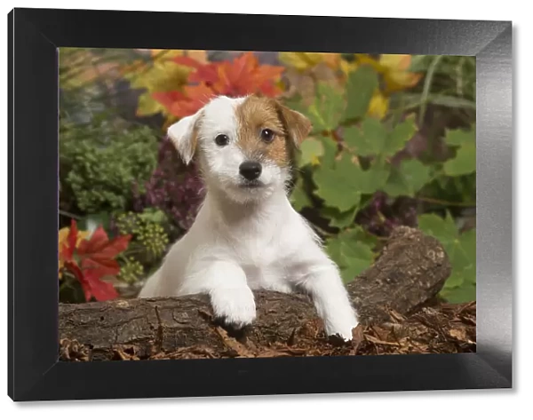 13132168. Jack Russell Terrier puppy outdoors in Autumn Date