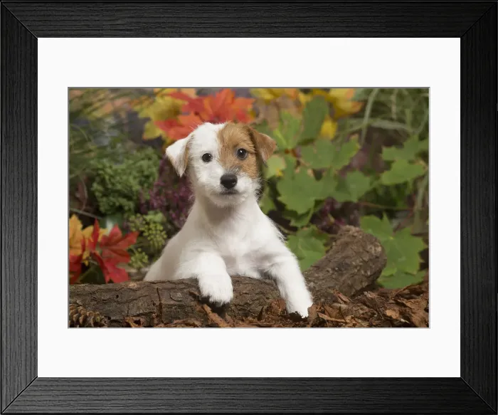 Framed Print : 13132168. Jack Russell Terrier puppy outdoors in Autumn Date Framed Print : 13132168. Jack Russell Terrier puppy outdoors in Autumn Date