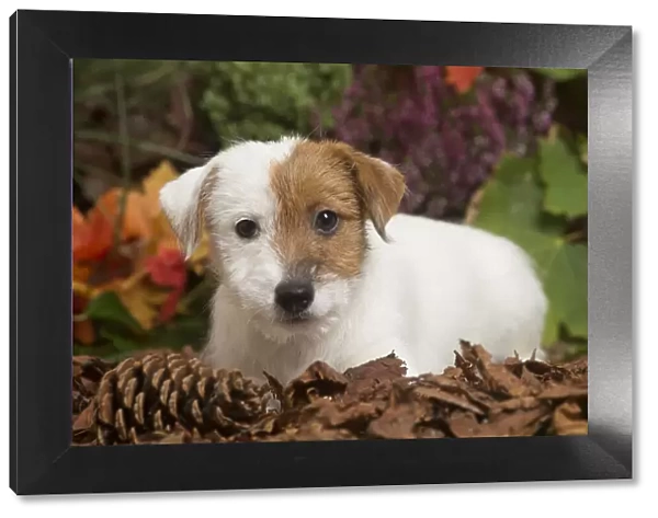 13132170. Jack Russell Terrier puppy outdoors in Autumn Date