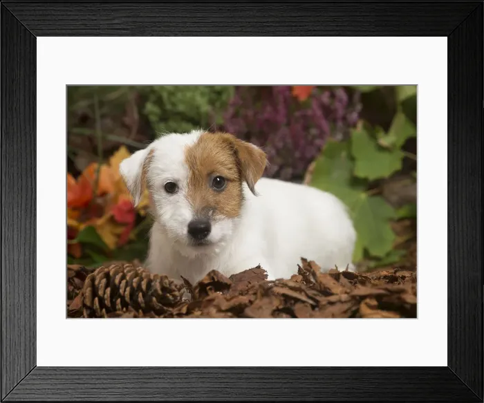 Framed Print : 13132170. Jack Russell Terrier puppy outdoors in Autumn Date Framed Print : 13132170. Jack Russell Terrier puppy outdoors in Autumn Date