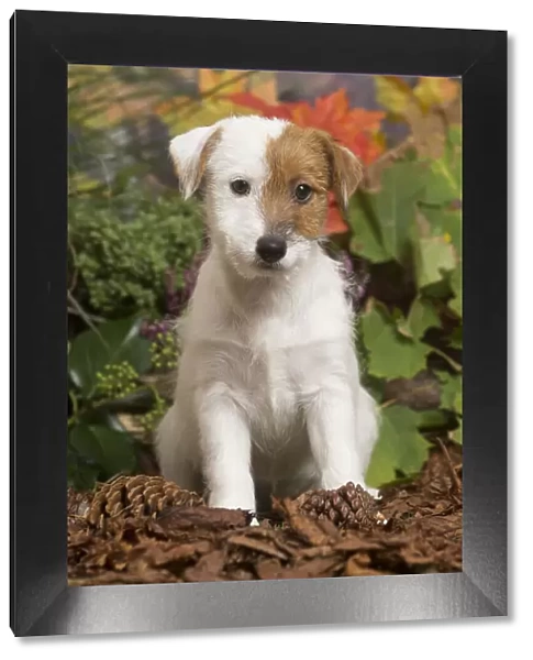 13132172. Jack Russell Terrier puppy outdoors in Autumn Date