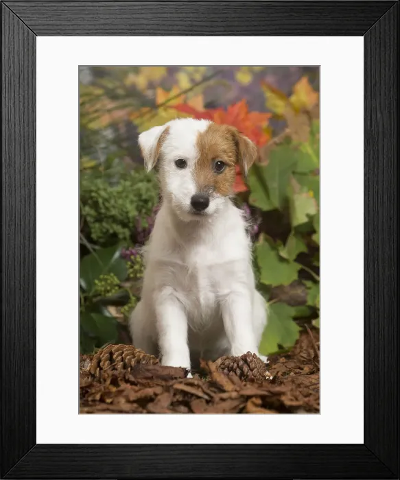 Framed Print : 13132172. Jack Russell Terrier puppy outdoors in Autumn Date Framed Print : 13132172. Jack Russell Terrier puppy outdoors in Autumn Date