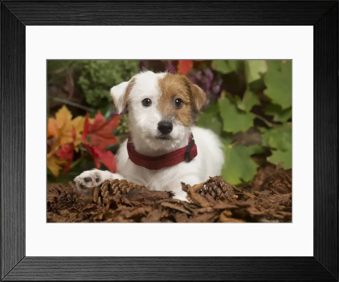 Framed Print : 13132171. Jack Russell Terrier puppy outdoors in Autumn Date Framed Print : 13132171. Jack Russell Terrier puppy outdoors in Autumn Date