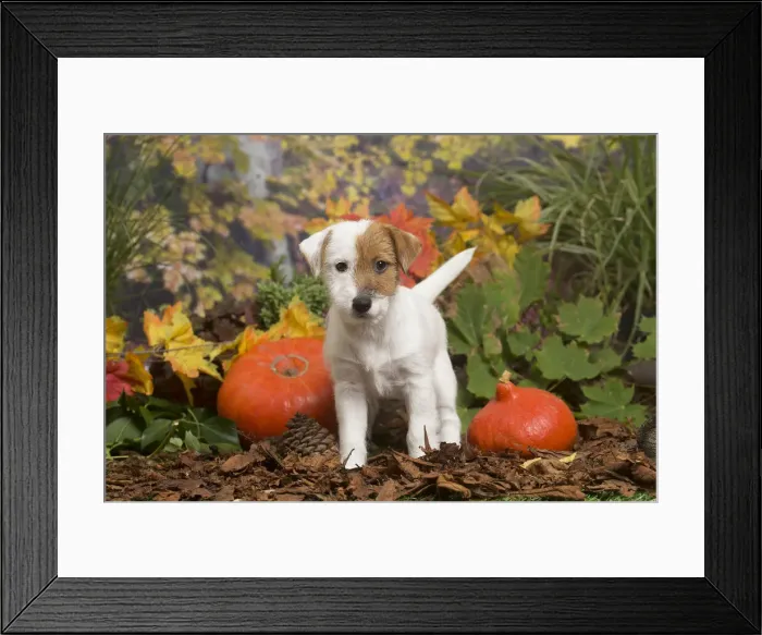 Framed Print : 13132173. Jack Russell Terrier puppy outdoors in Autumn Date Framed Print : 13132173. Jack Russell Terrier puppy outdoors in Autumn Date