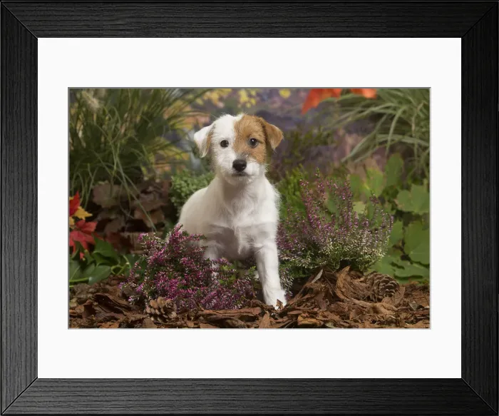 Framed Print : 13132174. Jack Russell Terrier puppy outdoors in Autumn Date Framed Print : 13132174. Jack Russell Terrier puppy outdoors in Autumn Date