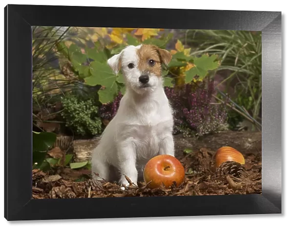 13132175. Jack Russell Terrier puppy outdoors in Autumn Date