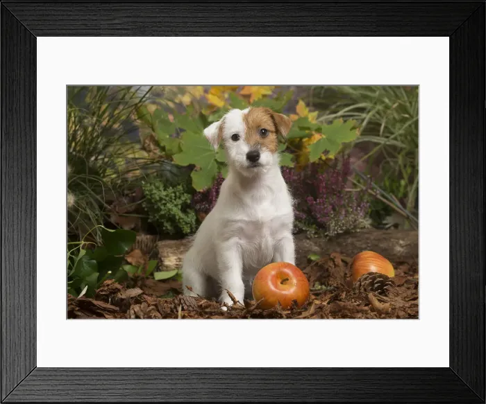 Framed Print : 13132175. Jack Russell Terrier puppy outdoors in Autumn Date Framed Print : 13132175. Jack Russell Terrier puppy outdoors in Autumn Date