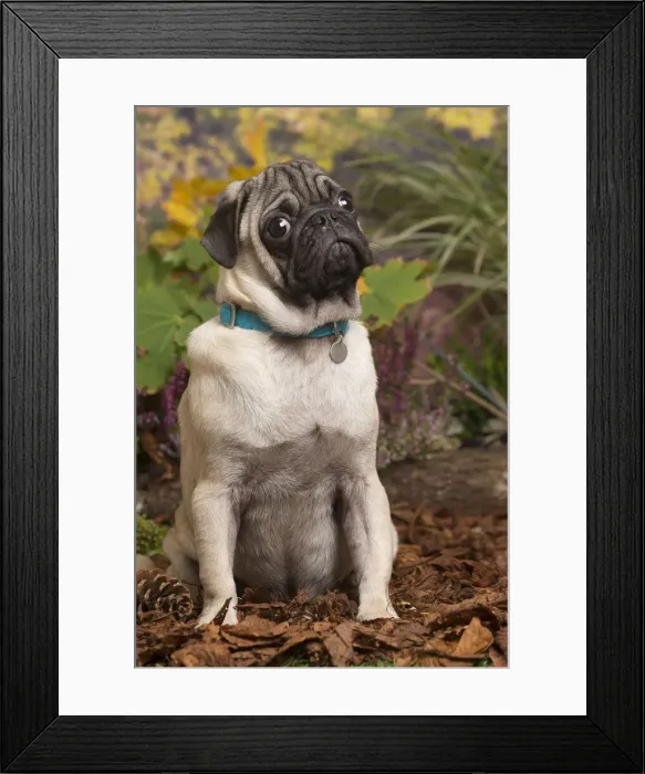 Framed Print : 13132176. Pug dog outdoors in Autumn Date Framed Print : 13132176. Pug dog outdoors in Autumn Date